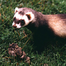ferret