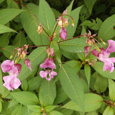 Himalayan balsam