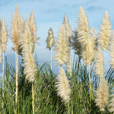 pampas