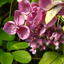 chocolate vine