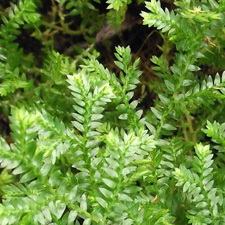 african club moss