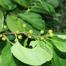 Climbing spindle berry