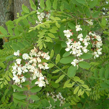 false acacia