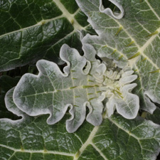 white edged nightshade