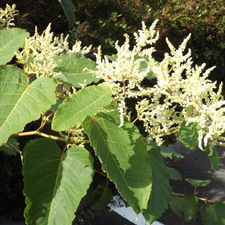 giant knotweed