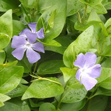 Periwinkle
