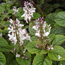 Plectranthus