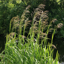 Reed sweet grass