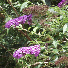buddleia