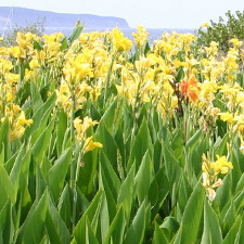 Canna lily