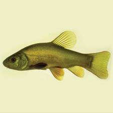 tench