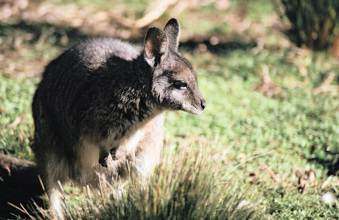 Wallaby