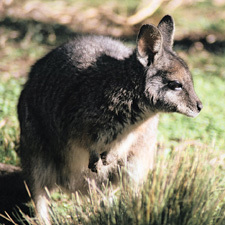 wallaby