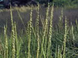 Spartina pest plant