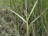 Spartina pest plant