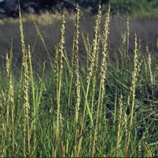 spartina