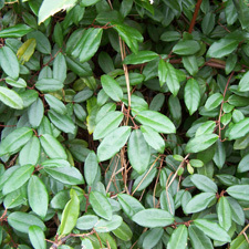 Elaeagnus