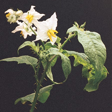 horse nettle