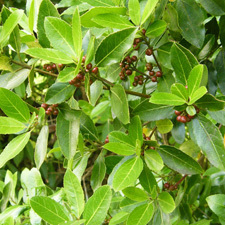 Italian buckthorn