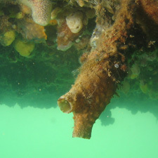 Clubbed tunicate