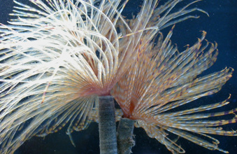 Mediterranean fanworm