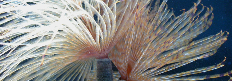 Mediterranean fanworm