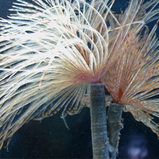 Mediterranean fanworm - Sabella