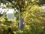 Kauri with dieback disease