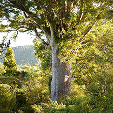 Kauri dieback disease