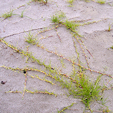 saltwater paspalum