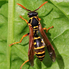 paper wasp