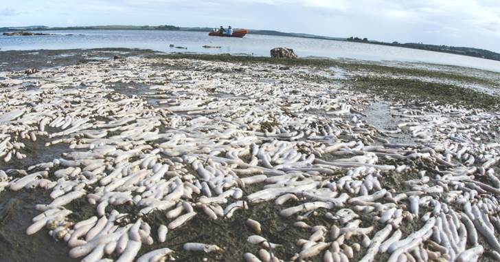 australian-droplet-tunicate