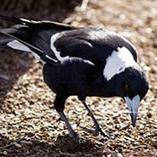 magpie