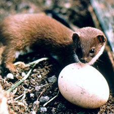 weasel