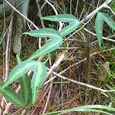 Bat-wing passionflower