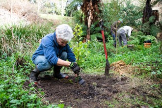 volunteer planting