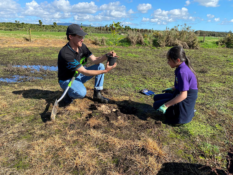 Michaels Tudent Plant