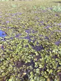 Salvinia growing in water