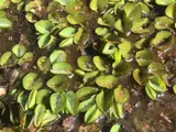Salvinia leaves