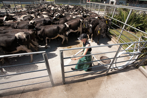 Dairy shed wash down