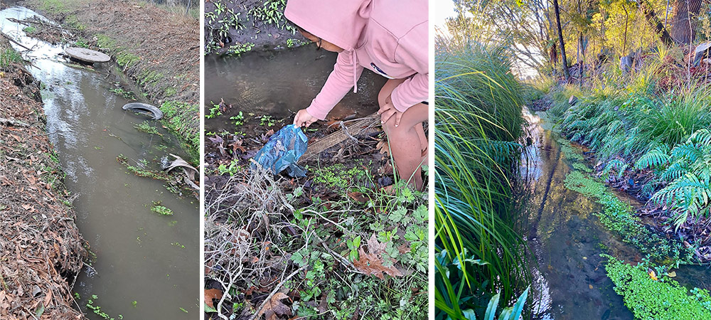 Waitawa Stream Restoration Project