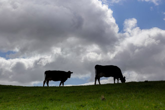 At a dairy effluent inspection on Richlands Farm Limited, Edgecumbe.