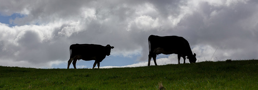 At a dairy effluent inspection on Richlands Farm Limited, Edgecumbe.