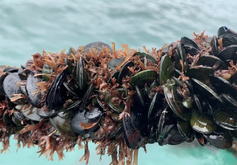 mussels on a rope