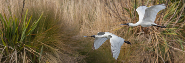 Flying spoonbill bird