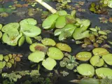Salvinia in water