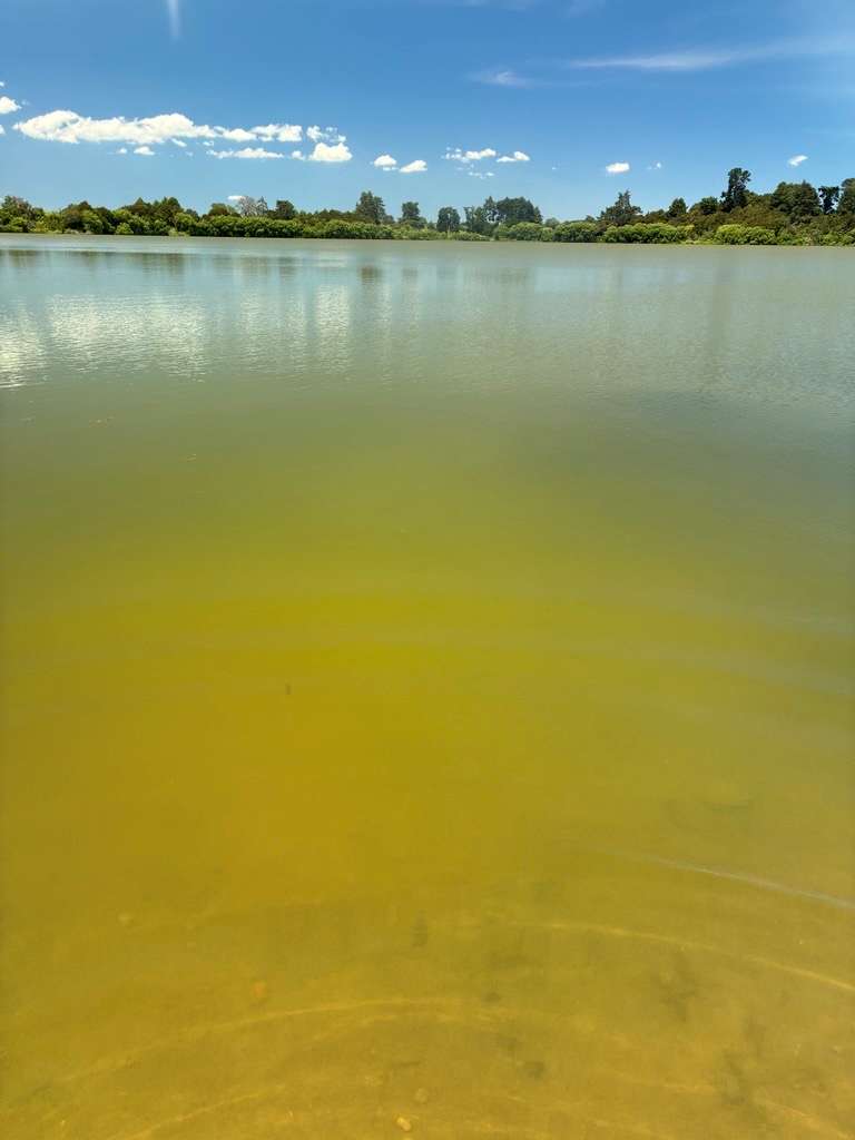 Algae bloom Lake Okaro