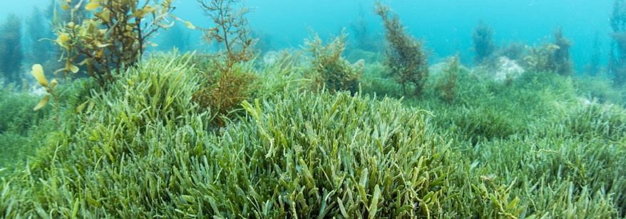 caulerpa