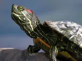 Red-eared slider turtle