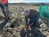 Chris Ward planting Pimelea villosa (sand daphne) at Te Tumu Kaituna 72B